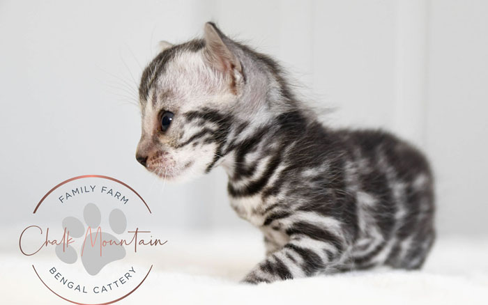 Bengal Kitten For Sale